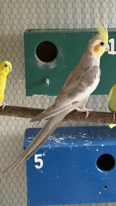 Caturras com 7 meses disponiveis não domesticas