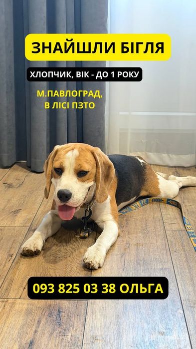 Знайшлася собака  бігль хлопчик (знайшлись хазяї)