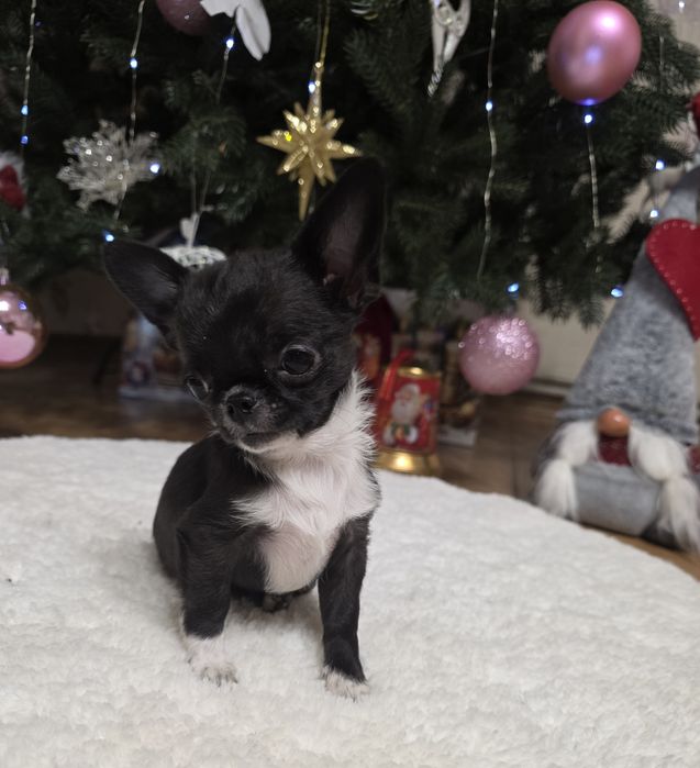 Неймовірні красунчики. Міні чихуахуа.