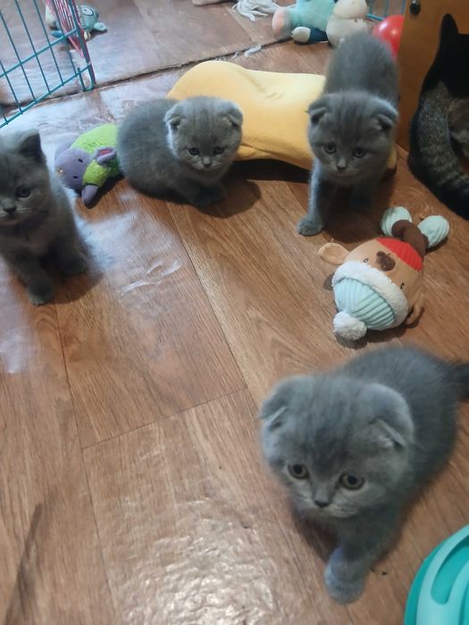 Кот приглашает на вязку