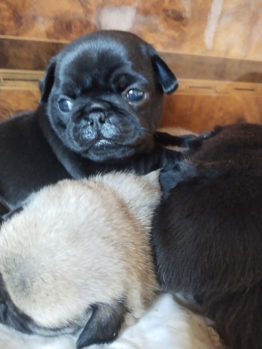 Шикарные малыши мапсята с документами клуба УКФ