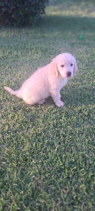 Golden retriever