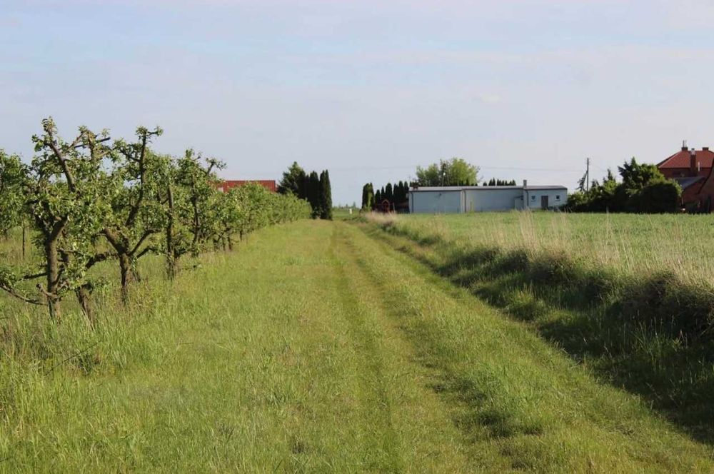 Grunt rolny premium: 2,38 ha (szer. 24,5 m) – Klasa I, płaski teren, wjazd z asfaltu - Widok 2