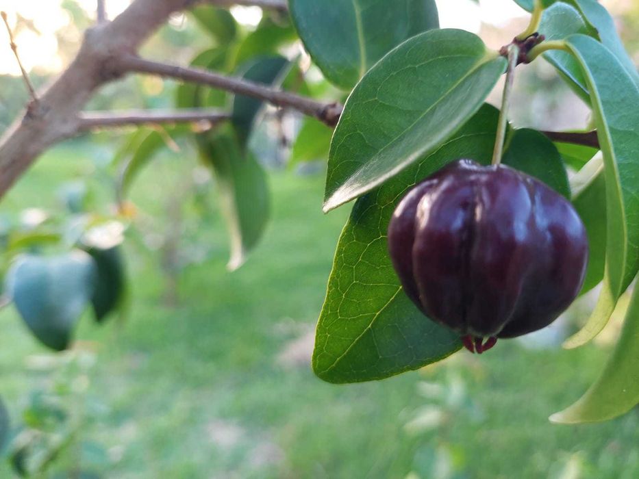 Pitanga Negra - (Eugenia uniflora L.) var Black
