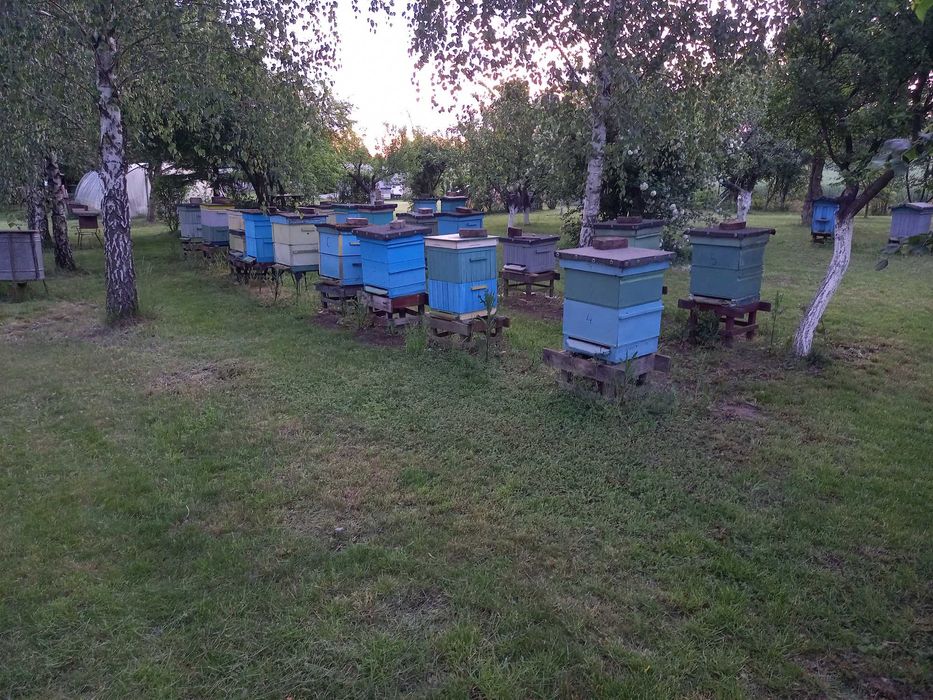ule z pszczołami