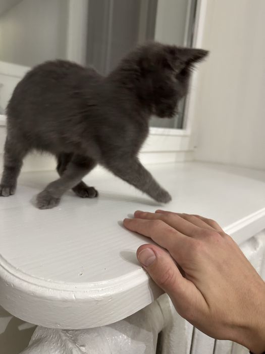 Котик шукає сімʼю. Віддам у добрі руки.