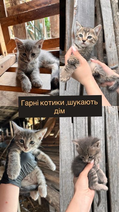 Котики в добрі руки