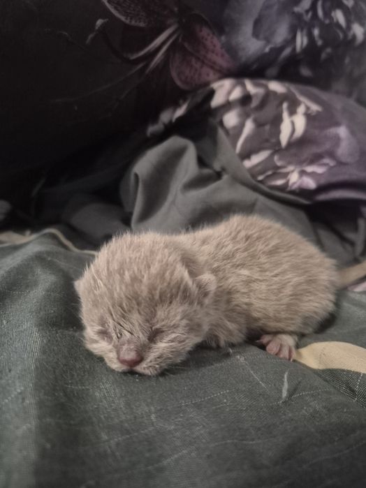 Kocurek liliowy brytyjski