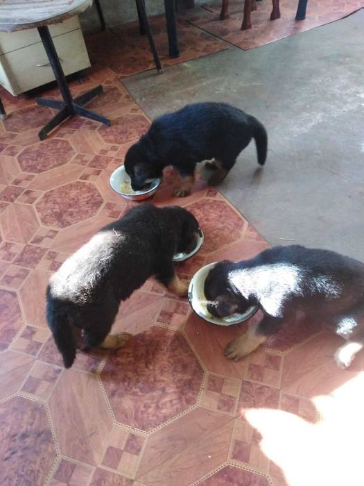 Щенок немецкой овчарки