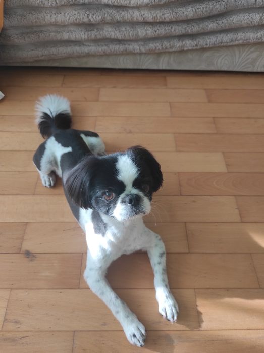 Индивидуальная домашняя передержка собак любых пород