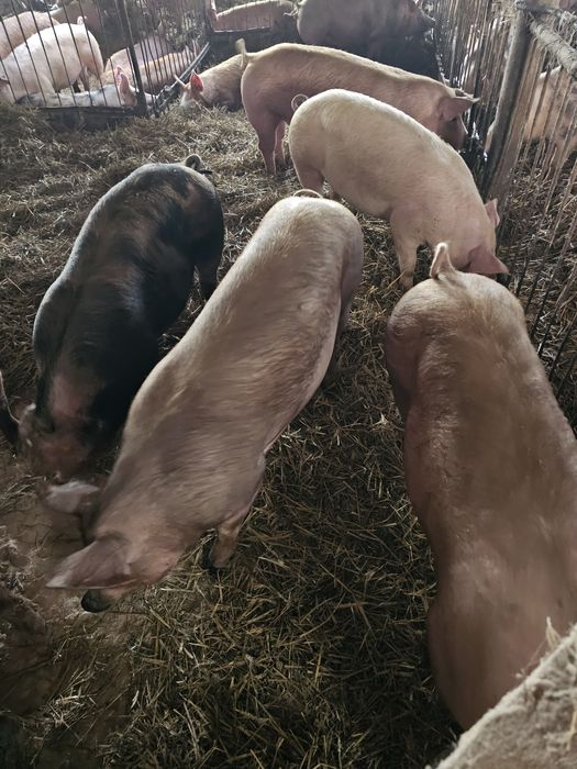 Prosie po wypatroszeniu gotowe do pieczenia z własnego chowu od ROLNIK