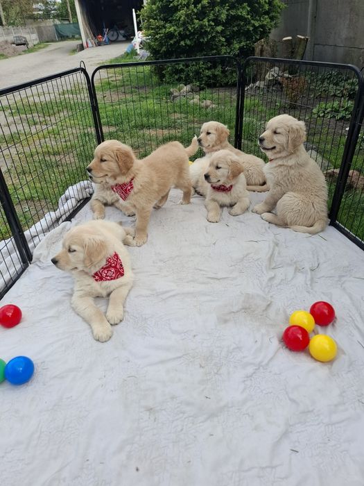 Piekny piesek Golden Retriever