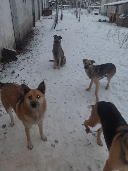 Розумні, молоді собаки шукають дім