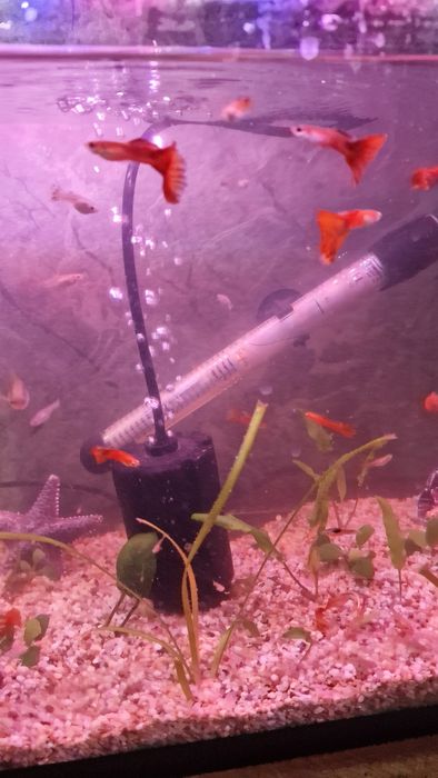 Мирні рибки гуппі