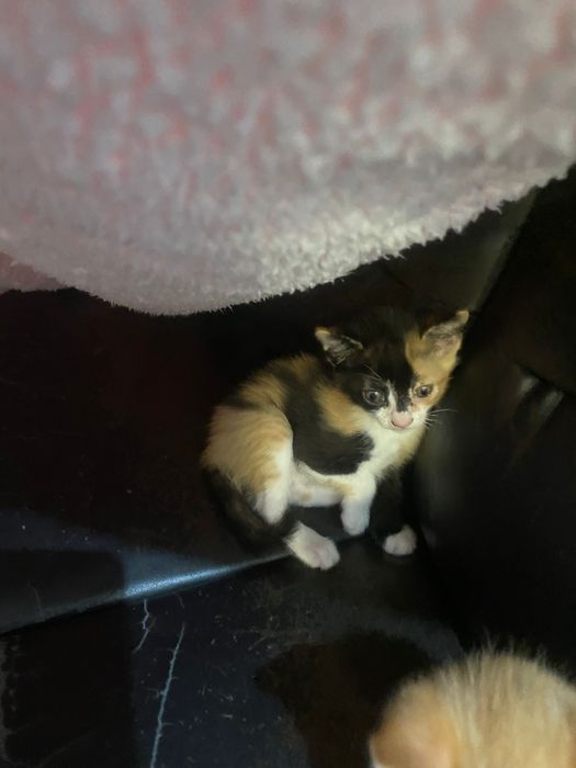 Gatinha para adoção