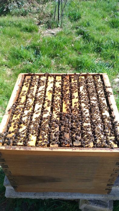 Enxames de abelhas Apis Mellifera