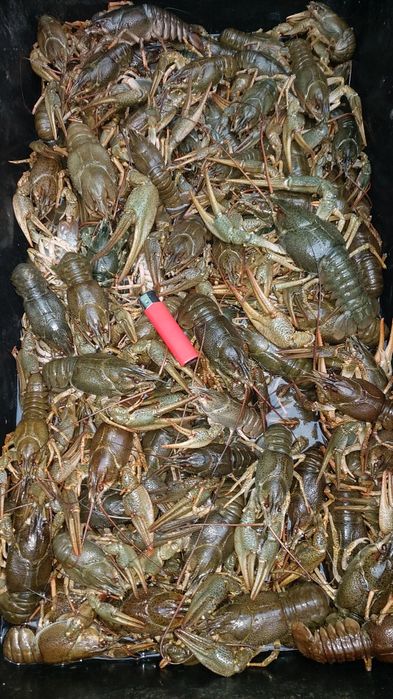 Раки живые крупные