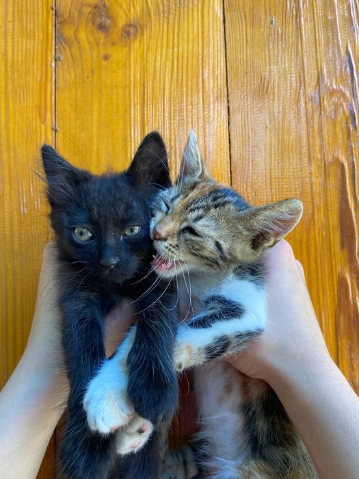 Віддам в добрі ручки котенят