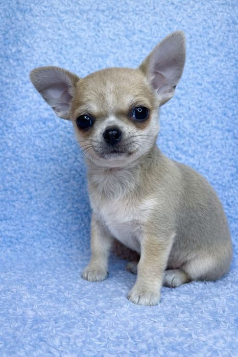 Chihuahua Macho Pelo Curto