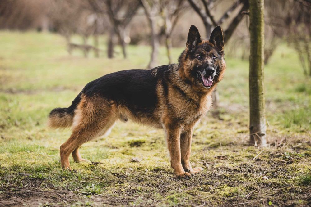 Szarik - pies w typie owczarka niemieckiego do adopcji!