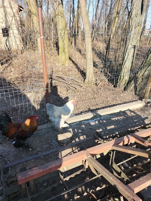 Sprzedam koguty ozdobne