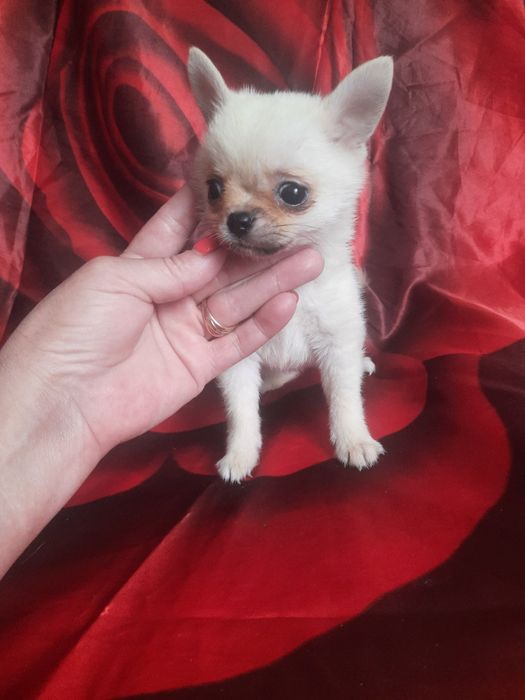 Карманная Собака-чихуахуа щенки  мальчики 3мес