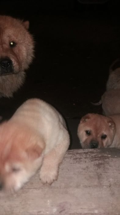 Продам гарних цуценят