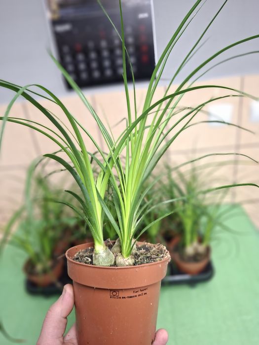 Nolina, Beaucarnea recurvata, Stopa słonia WYSYŁKA