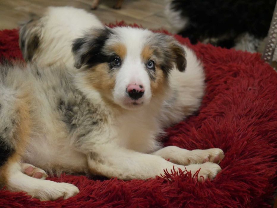 Border Collie Blue Merle Tri Color