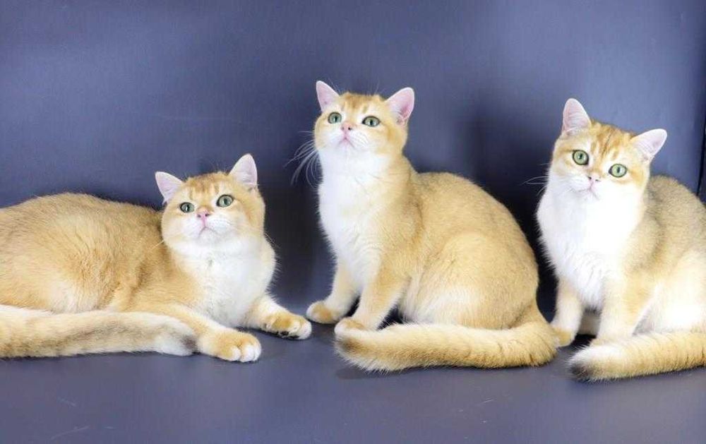 Файні кошенятка бритнанці