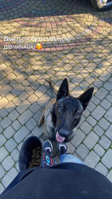 Няня для котів/песиків, Вигули, Кінолог