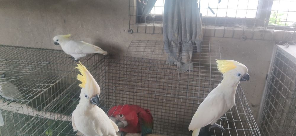 Cacatuas shulphurea sulfúrea 2023  independentes muito meiguin