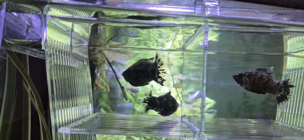 Molinezja zaglopletwa