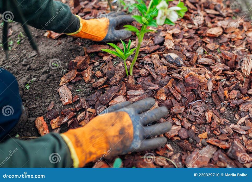 Jardinagem  e podas tiras relva