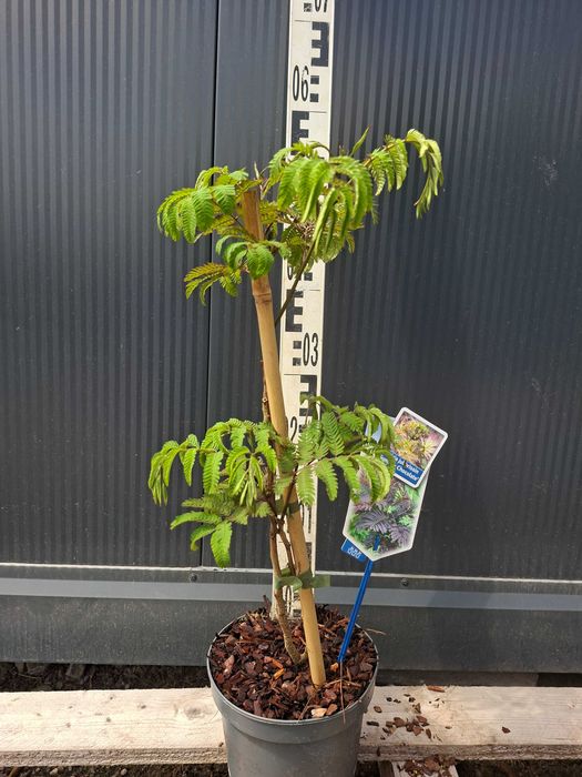 Albicja Czekoladowa 'Summer chocolate' kwitnące drzewko, 50-60cm