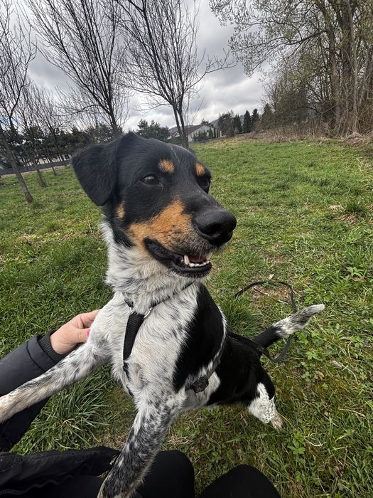 Psy ze schroniska do adopcji