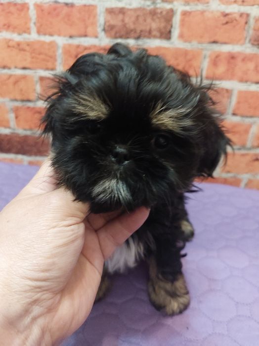 Shih-tzu chlopak