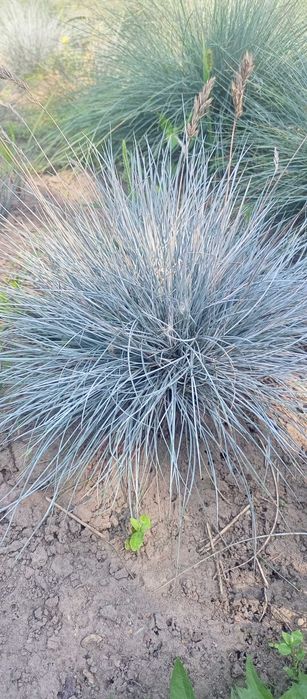 Декоративні трави