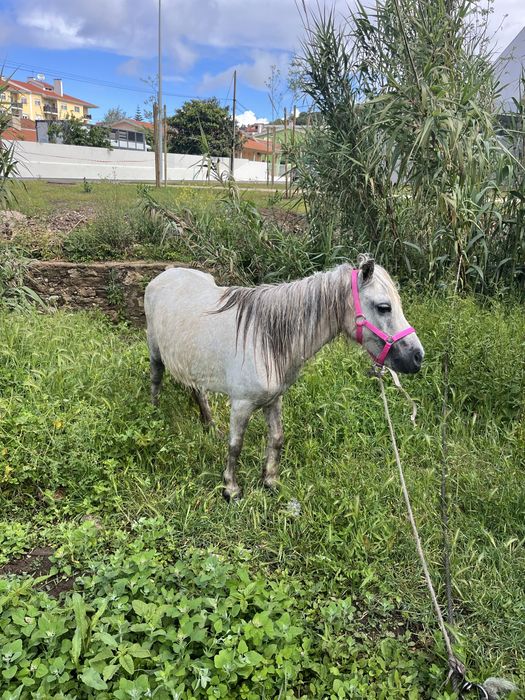 Poneis femea montada