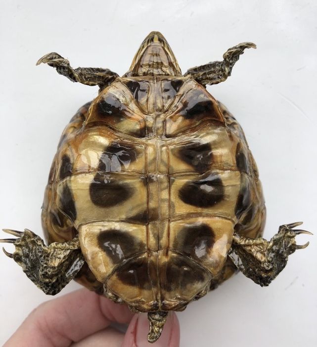 Черепаха засушена