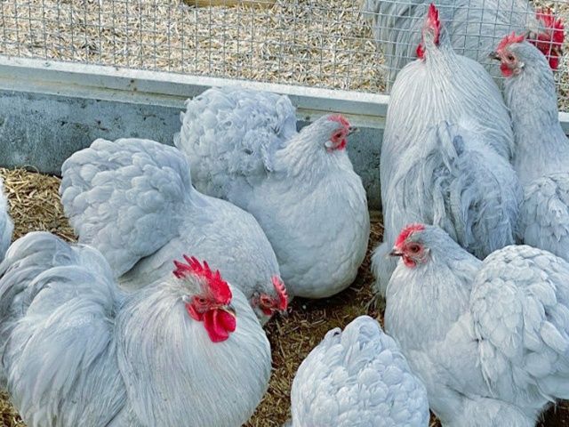 Яйце для інкубації, курчата, Кохінхін – блакитний, лавандовий, золото.