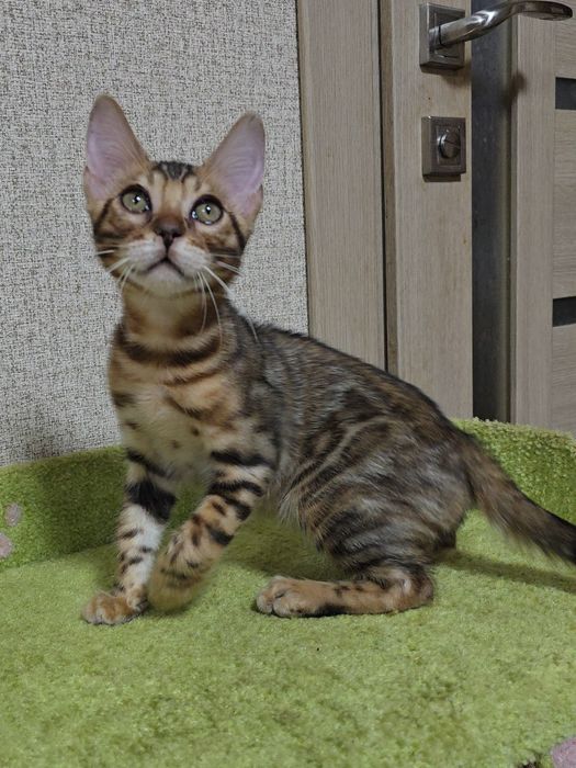 Бенгальскі кошенята