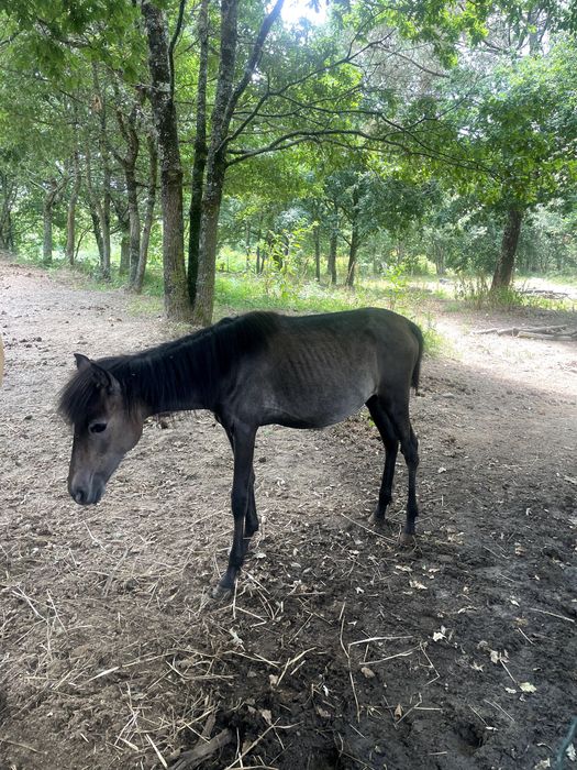 Poldra para venda