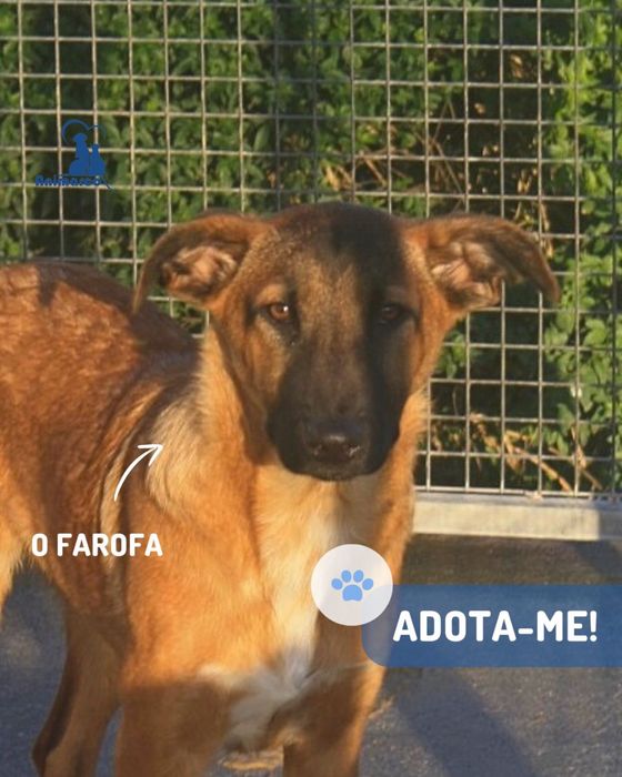 Farofa cao jovem timido porte medio