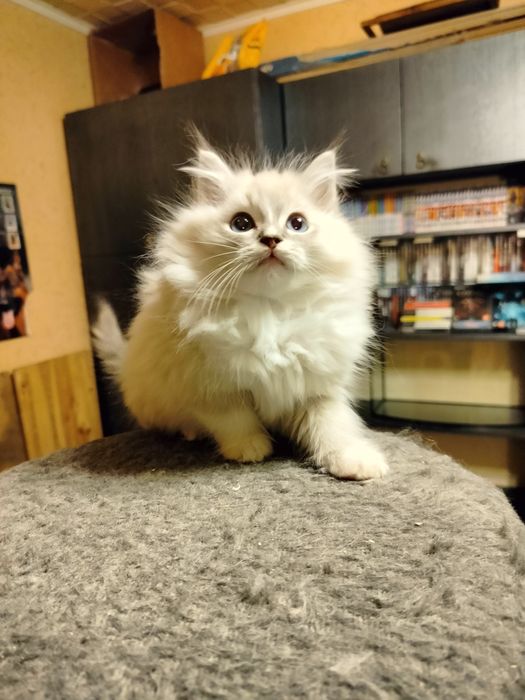 Ragdoll kocurek z rodowodem FPL