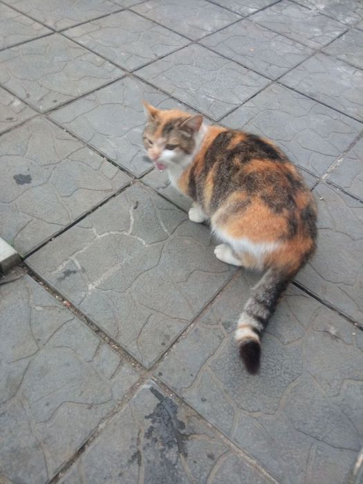 Віддам кішку безкоштовно