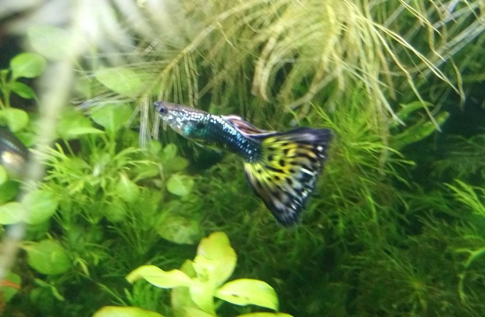 Gupik pawie oczko - narybek, rybki do akwarium