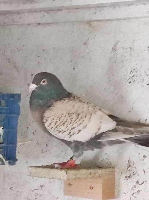 Gołębie pocztowe opal Fril