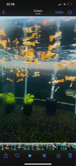 Guppys e camaroes para venda