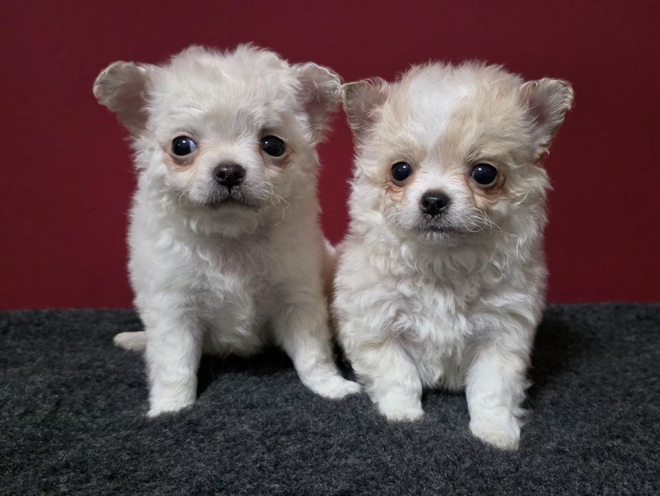 Chihuahua de pelo comprido